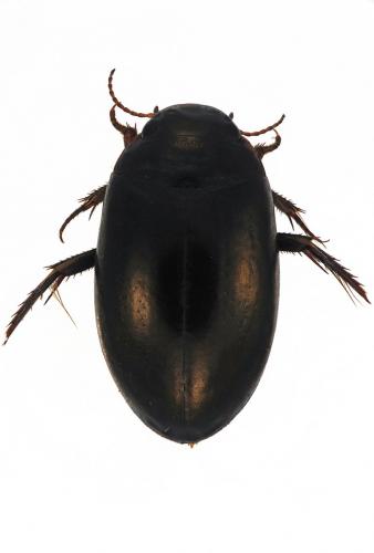 Réf. 241 521 : Ilybius montanus